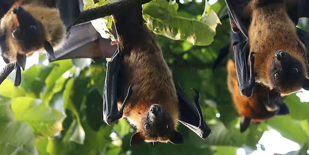 Ölüm saçan yeni virüs ortaya çıktı! Covid-19'u unutun bu tam bir katil