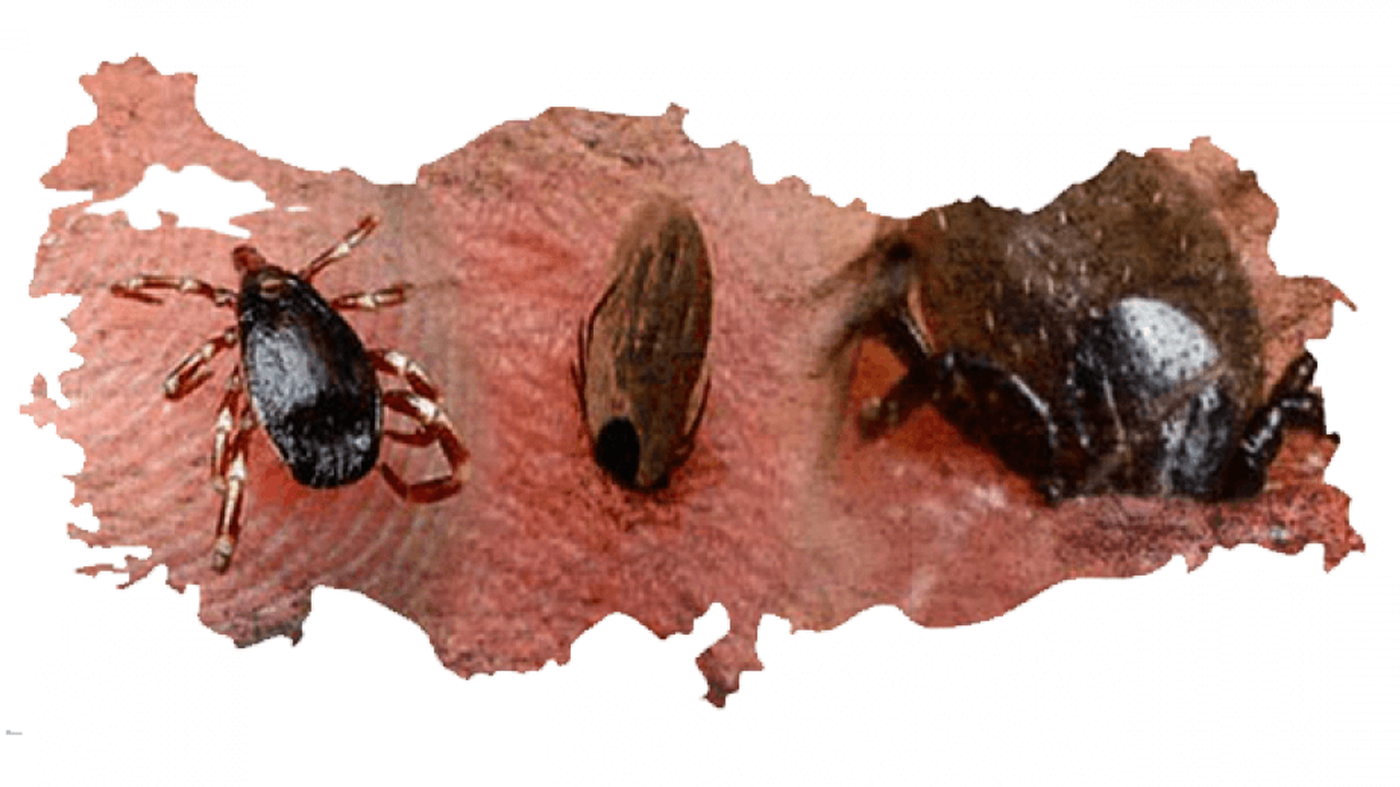 Ölüm saçıyor: En çok kene olan iller belli oldu!