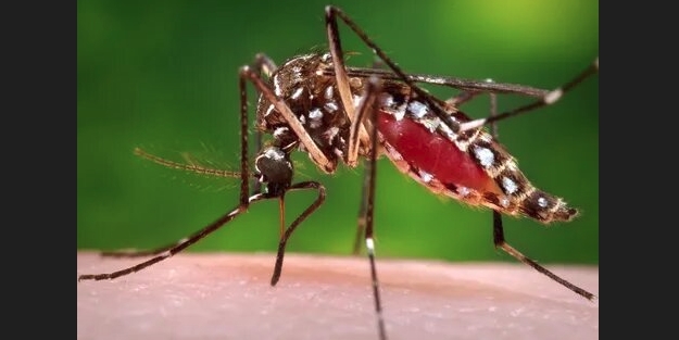 Ölüm taşıyan sivrisinek cinsi: Aedes!