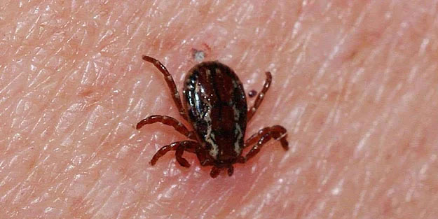 Ölümcül hata bir can aldı! Peş peşe açıklamalar: Kene'ye karşı daha dikkatli olun