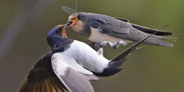 Ölümcül kuş kavgaları - FOTO