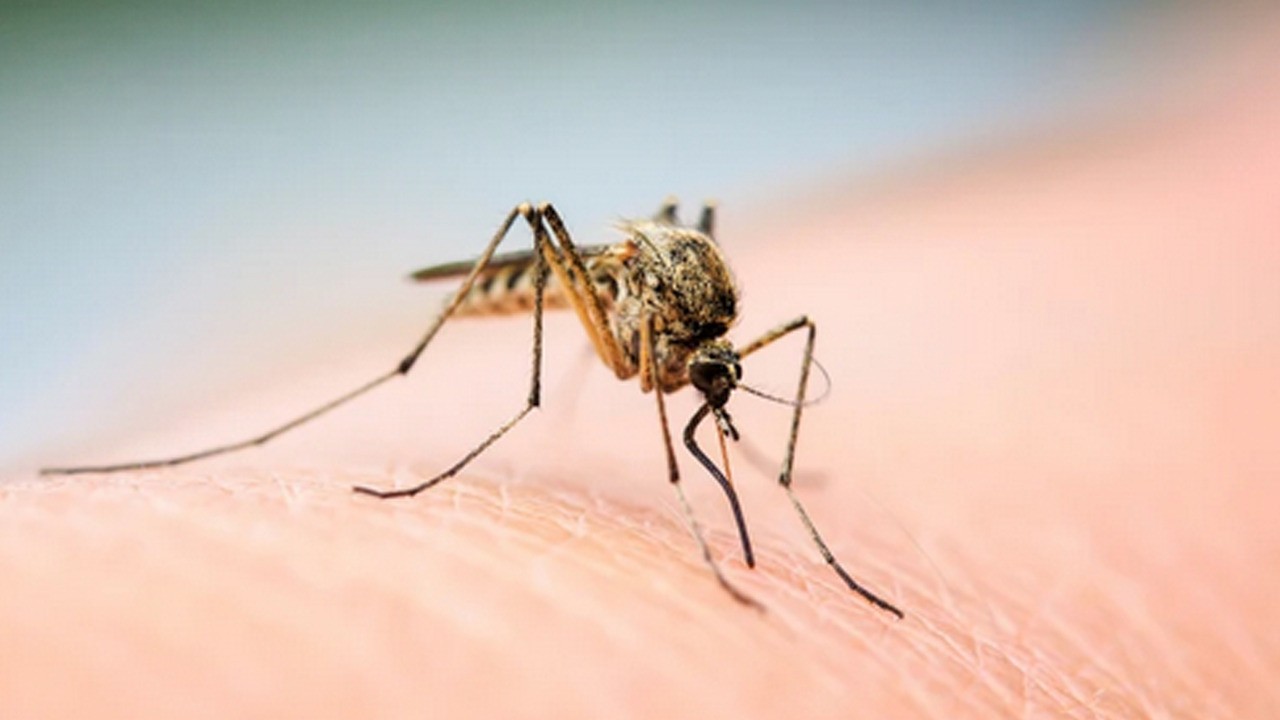 Sivrisineklere karşı yöntem ile insan kanını zehre dönüştürmek