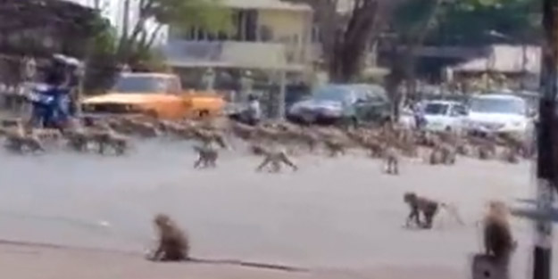 Ölümcül virüsün vurduğu kenti maymunlar bastı