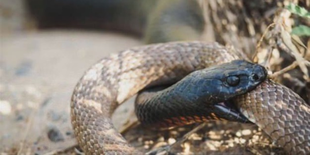 Ölümcül yılanlar arasında büyük kavga!