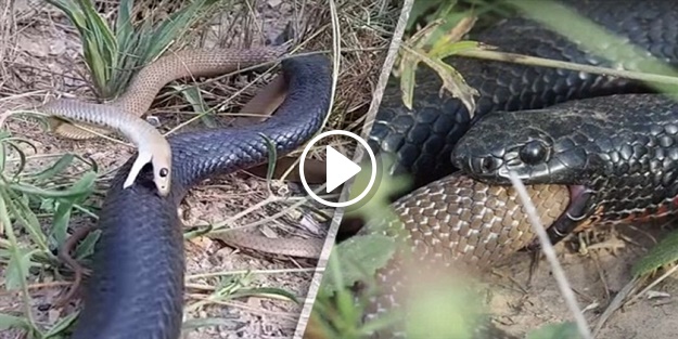 Bu kavgadan sağ çıkan olmadı