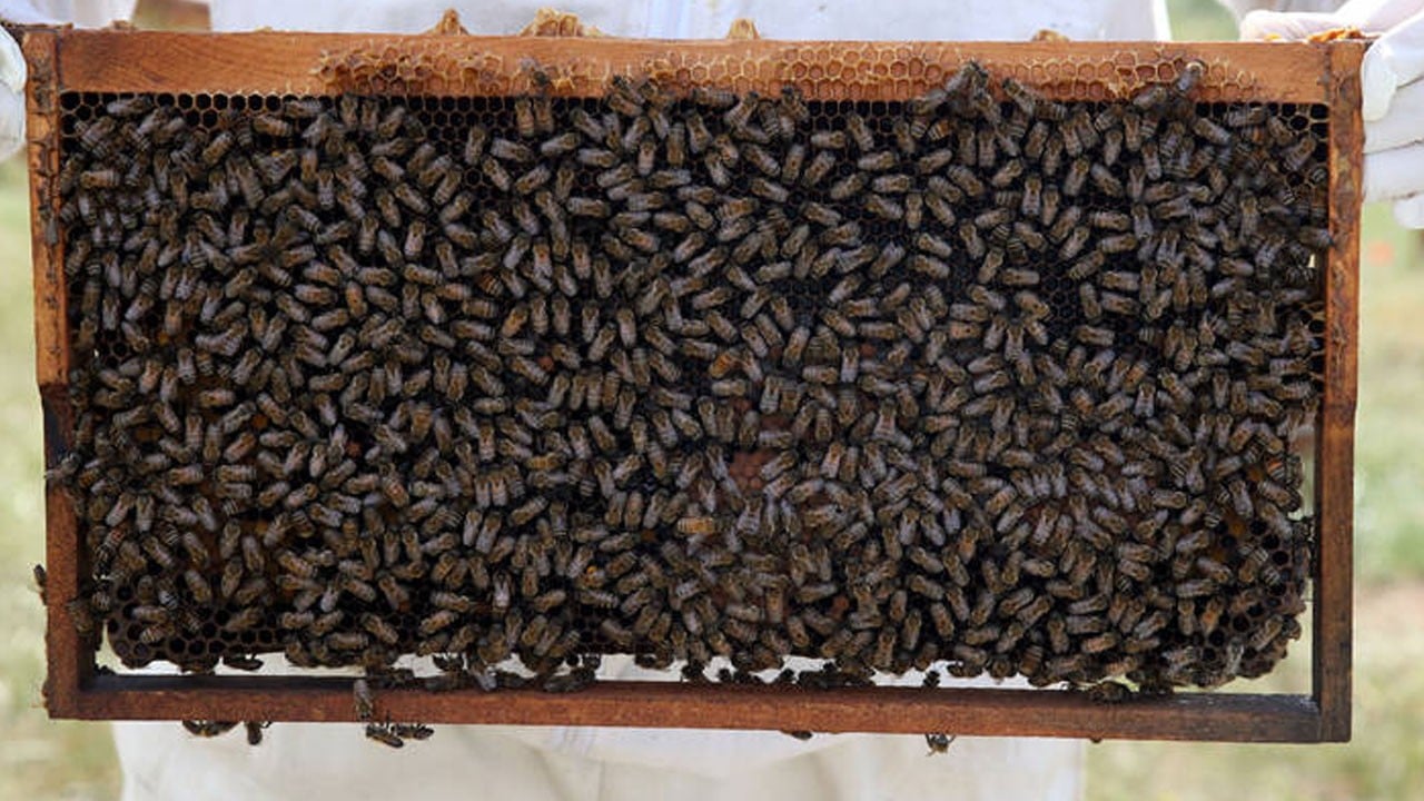 Ölümden döndü! Rize’de arıcı ‘deli bal’dan zehirlendi