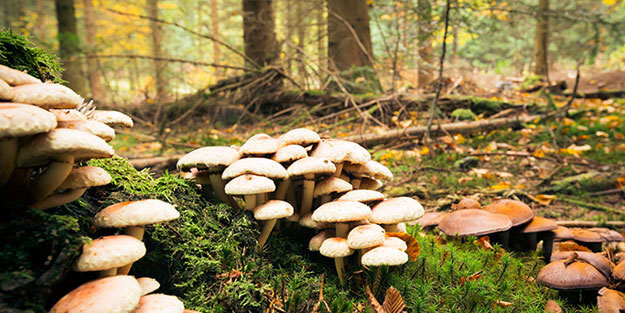 Ölüme sebep olan mantar zehirlenmelerine dikkat!