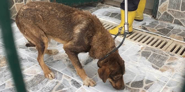 Ölüme terk edilen sokak köpekleri kurtarıldı!