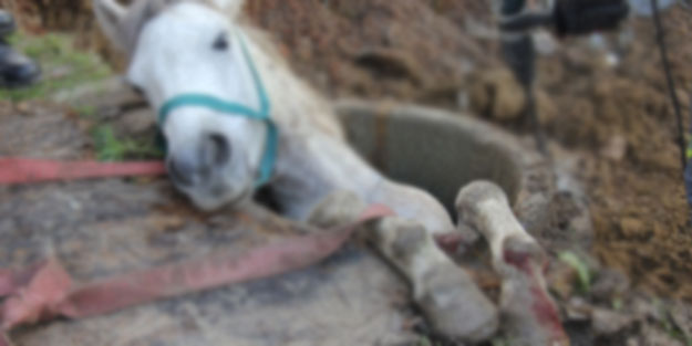 Ölüme terk edilen yaralı at, tedaviye alındı