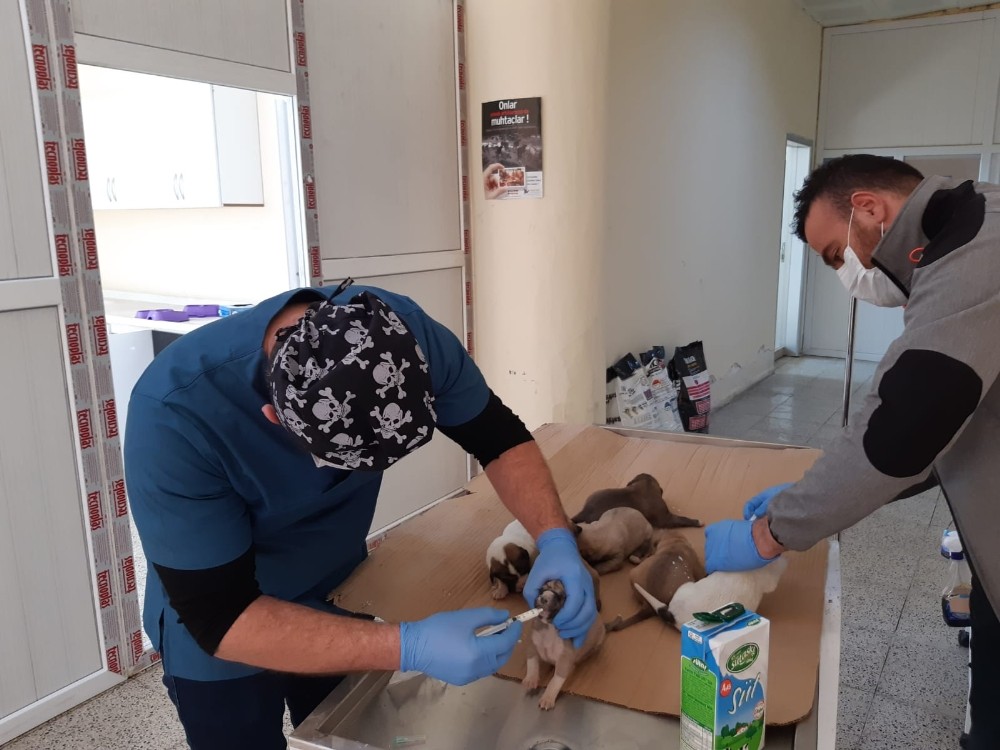 Ölüme terk edilen yavru köpekler kurtarıldı 