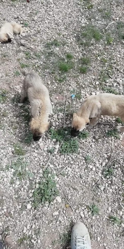 Ölüme terk edilen yavru köpeklere belediye sahip çıktı 