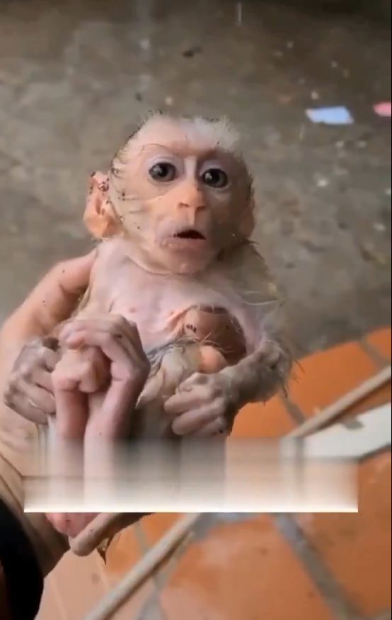 Ölüme terk edilmiş yavru maymunu alıp büyüttü! Sonrası inanılmaz...