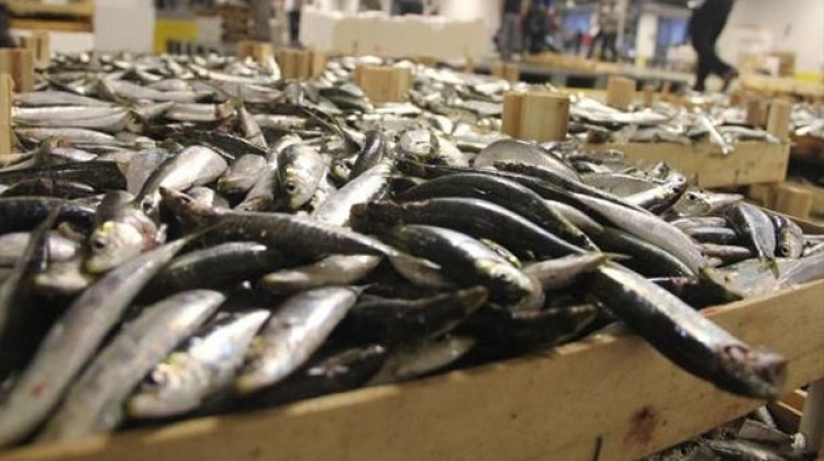 Olumsuz hava şartları balık fiyatlarını etkiledi