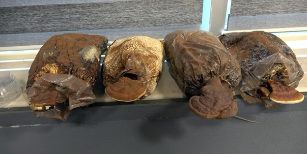 'Ölümsüzlük mantarı' Türkiye'de üretildi! Fiyatı dudak uçuklattı
