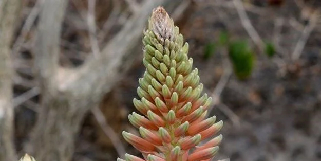 Ölümsüzlük otu (sarısabır) nedir, nerelerde yetişir? Dağda, taşta, ovada otu biter: Üzerine bir damla! Eser kalmıyor