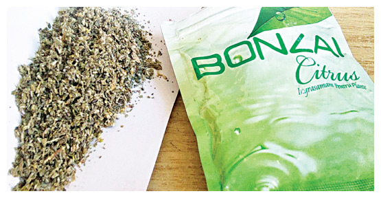 Ölümün yeni adı: Bonzai