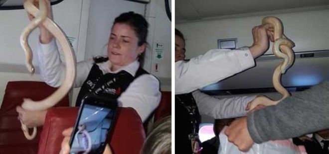 Olur şey değil! Hoste, kabinde öyle bir şey yakaladı ki...