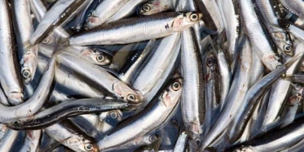 Omega 3 haplarının kaynağı Karadeniz'den