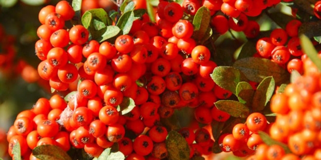 Omega-7 doğada bir tek o meyvede var