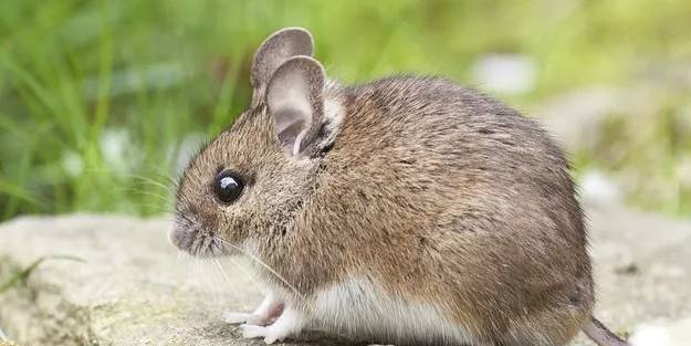 Omicron hangi hayvandan bulaştı? Virüsün kökeni ortaya çıktı