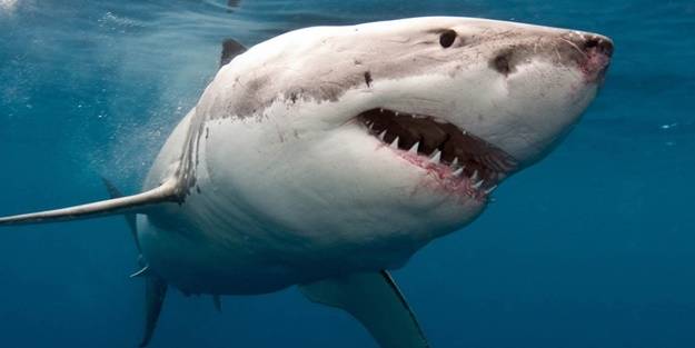 Omicron varyantına 'köpek balığı' çözümü