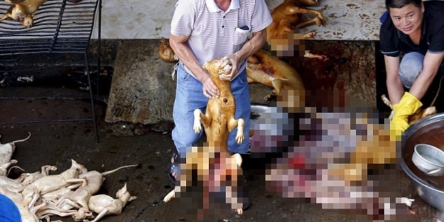 Onbinlerce köpeği yediler! FOTO