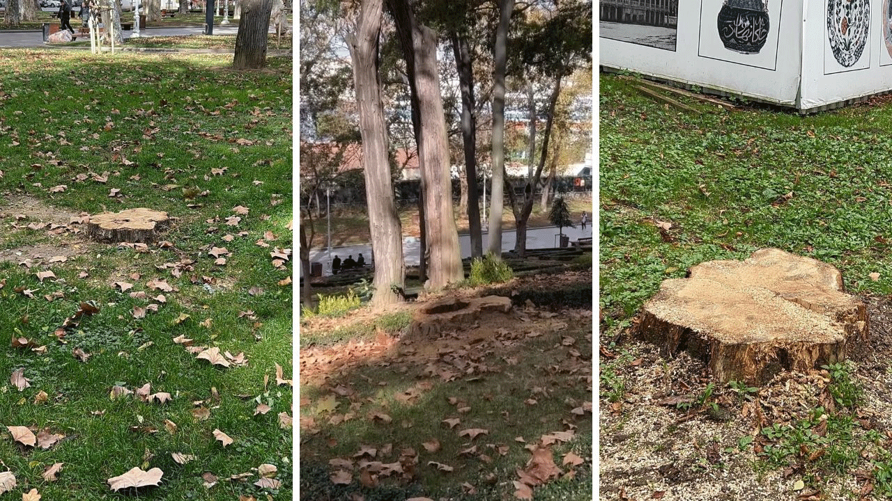 Önce Dolmabahçe şimdi Gülhane! İBB'den yine ağaç katliamı