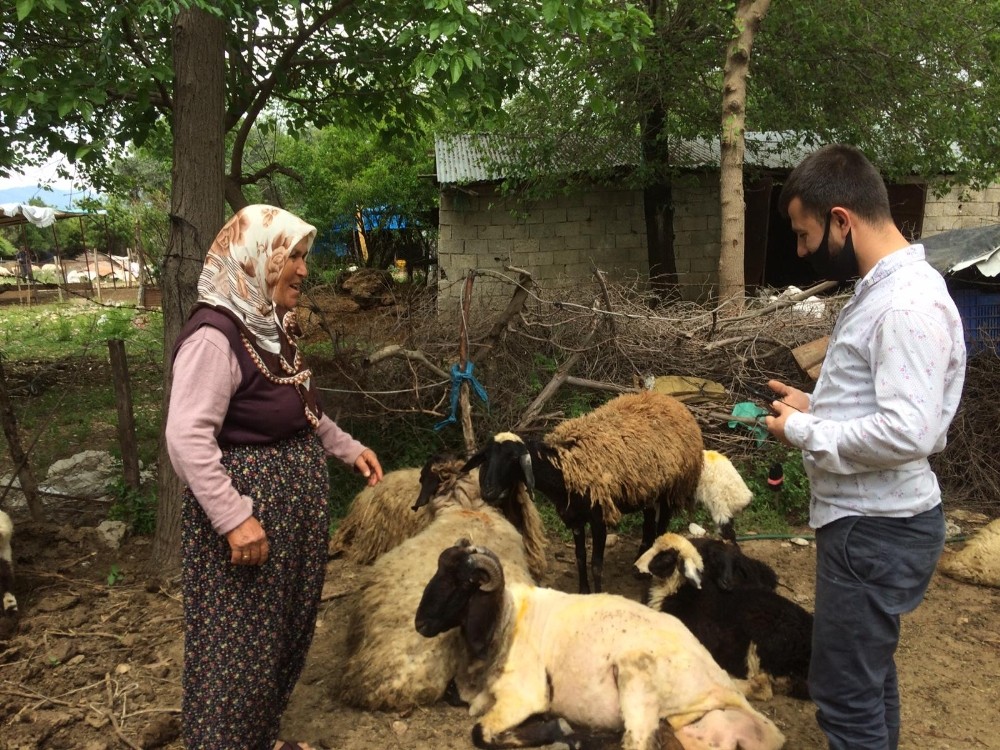 Önce koyunu sonra sahibini buldu 