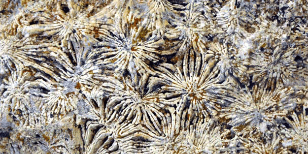 Önce ne olduğunu anlamadılar, dikkatli bakınca…