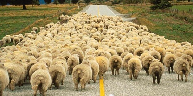 Önce öndeki düştü, ardından 150 koyun arka arkaya…