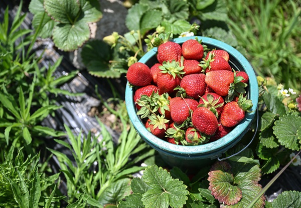 Önce sandık sonra tarla