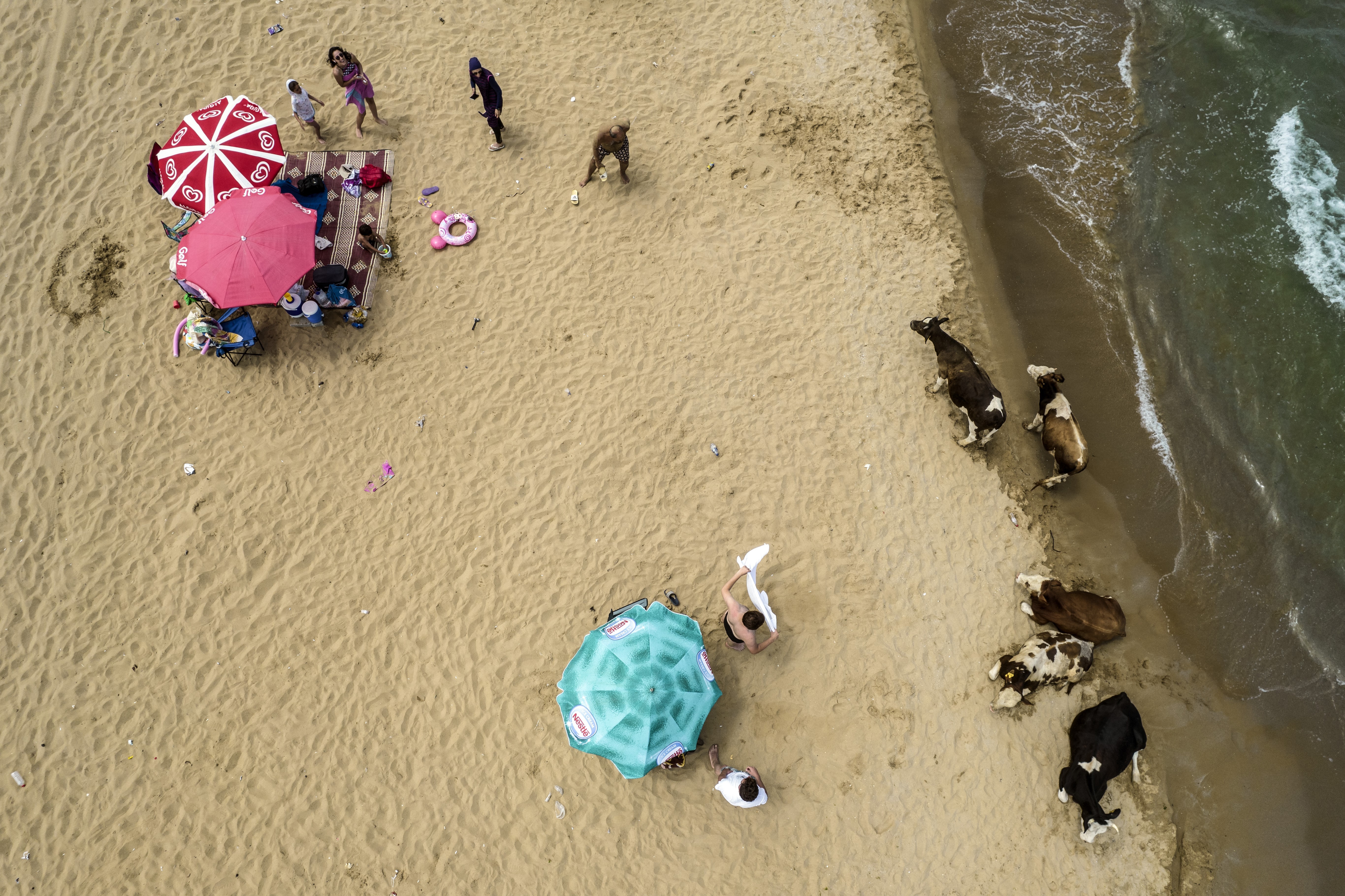 Onlar da serinlemek istiyor! Plajda sürpriz misafirler