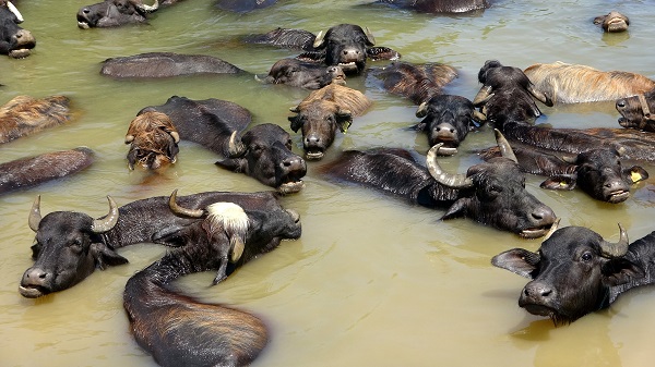 Onlar da sıcaktan bunaldı