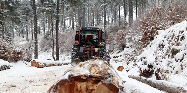 Onlar ekmeklerini taştan değil, ormandan çıkarıyorlar!