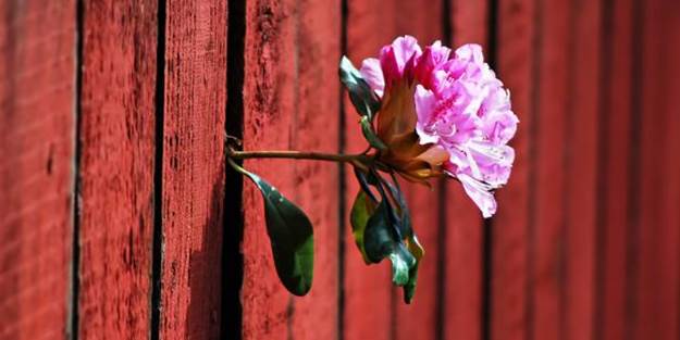 Onlar hayata böyle tutundu