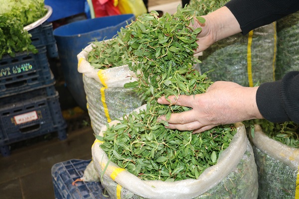 Onlar ölürse bu otu tanıyan kalmayacak!