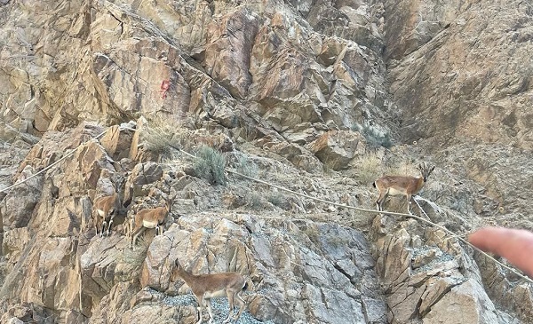 Onlar şantiyenin davetsiz misafirleri