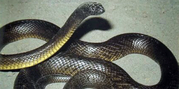 Onlar yılanların en tehlikelisi! Mevsimi gelmeden çıkmaya başladılar