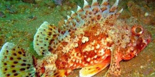 Onlara dikkat edin! İşte denizlerin en tehlikelileri...