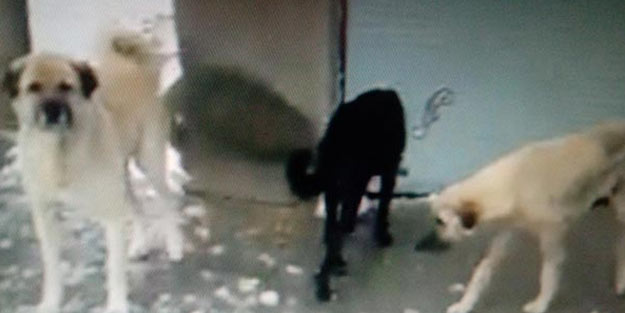 Onlarca köpeği kara kışta ölüme terk ettiler