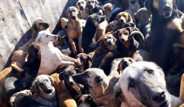 Onlarca sokak köpeğini komşu belediyeye bırakırken yakalandılar
