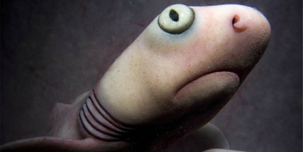 Onları ana rahminde gördünüz mü? - FOTO