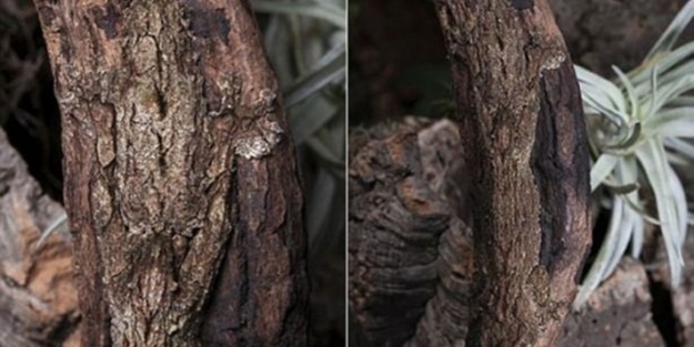 Onları görebilmek mümkün değil! - FOTO