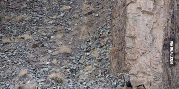 Onları görebilmek neredeyse imkansız