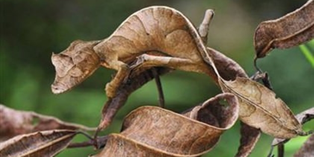 Onları görmek mümkün değil - FOTO