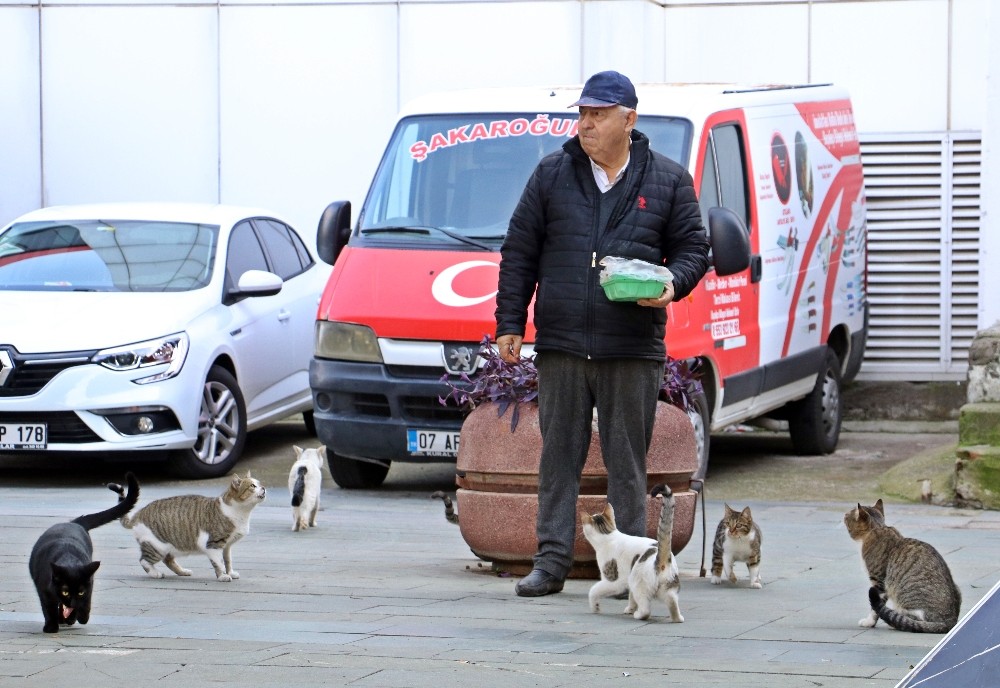 Onu gören kedi ve köpekler esas duruşa geçiyor 