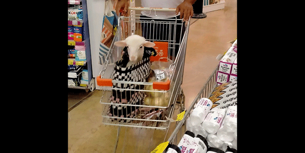 Onu görenler şaşırıyor Alışveriş sepetinde ilginç görüntü