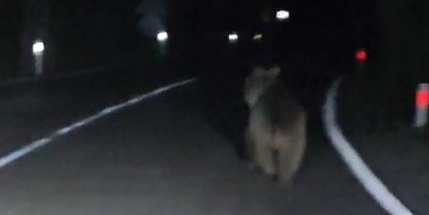 Önüne çıkan ayıyı aracıyla kara yolundan böyle kovaladı