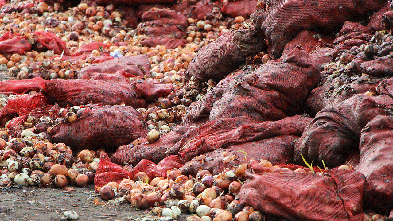 Operasyon çocukları sahada! Çuvallar dolusu sebze nehirde!