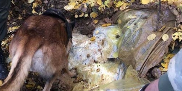 Operasyon sonrası köpekler buldu